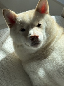 画像ギャラリー No.005のサムネイル画像 / 男色ディーノのゲイムヒヒョー ゼロ:第859回「入院してました」