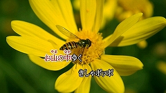 ꡼ No.005Υͥ / ǲΤꡪ֥饪JOYSOUND Wii DXסȯ