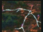 ꡼ No.021Υͥ / 饯ǥ쿷꡼ǿ֥ʥȥơ ǤӤη«εΡסХʥॳॹ2010ǯȯ