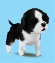 画像ギャラリー No.002のサムネイル画像 / ピンクのパンダ?ボタンペンギン?「ペットショップ物語DS 2」,赤ちゃんペットが生まれる「お見合い」や世話の内容を知っておこう