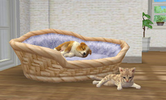 ꡼ No.004Υͥ / ȥסɥ뤫Ƹǽ˻ҸϤɤˤ롩nintendogs  catsפθȤ3Υѥåܺ٤餫