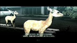 ꡼ No.003Υͥ / ƤȤϤ줿²饤α̿ϤˡTOKYO JUNGLEפβʴĶưʪãΥȡ꡼Ҳ