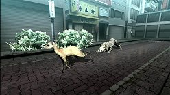 ꡼ No.013Υͥ / ƤȤϤ줿²饤α̿ϤˡTOKYO JUNGLEפβʴĶưʪãΥȡ꡼Ҳ