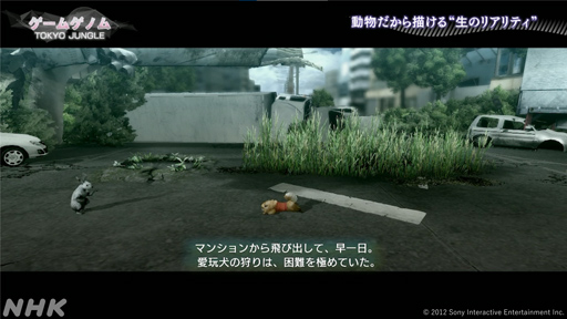 ꡼ No.005Υͥ / NHK֥ॲΥ10TOKYO JUNGLE/Stray׻İݡȡޡ򤵤äۿ˥ޥ륲˶̤ΤȤ