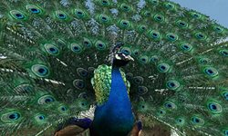 画像ギャラリー No.002のサムネイル画像 / 「アニマルリゾート 動物園をつくろう!!」は5月19日に発売予定。公式サイトがリニューアルし,動物達が大きく描かれたデザインに