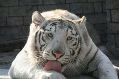 画像ギャラリー No.001のサムネイル画像 / 「アニマルリゾート 動物園を作ろう!!」ゲームの基本要素を紹介するプロモーションムービーが公式サイトで公開に。東武動物公園とのコラボも