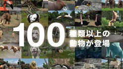 画像ギャラリー No.006のサムネイル画像 / 「アニマルリゾート」,テレビCM&PVを公式サイトにて公開