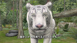 画像ギャラリー No.009のサムネイル画像 / 東武動物公園の飼育係が「アニマルリゾート」に挑戦,3本の映像が公開に