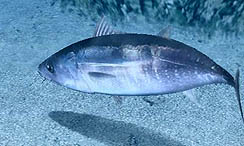 ���������꡼ No.015�Υ���ͥ������ / �ޡ��٥饹���󥿡��ƥ����ȡ�3DS���ѥ����ȥ��Fish Eyes 3D�פ�2011ǯ6��23����ȯ�䡣3DΩ�λ�ǡ�����˥����ʥߥå��ˤʤä���꤬�ڤ����