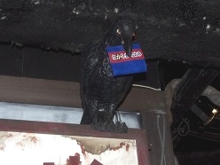 画像ギャラリー No.021のサムネイル画像 / 開発中に身も凍るような出来事が……? 「コープスパーティー Book of Shadows」,山本彩乃さんをはじめとする声優陣が登場したWebラジオ公開録音レポート