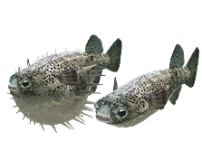 ꡼ No.015Υͥ / Wiiѡ֥եߥ꡼եå󥰡פȯ䡣󥭥󥰵ǽʤɤΥ饤ǤӡȤξ