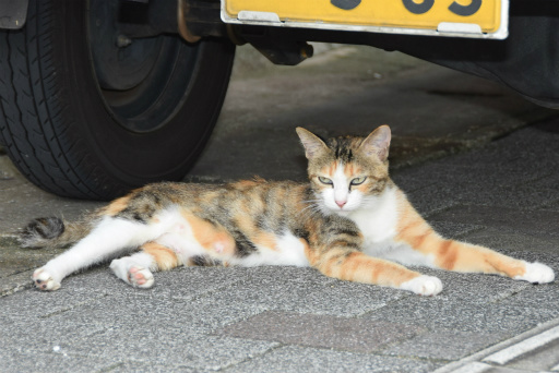 画像ギャラリー No.104のサムネイル画像 / 「ロマンシング佐賀3」現地体験レポート。ついに開幕した佐賀県×サガシリーズのコラボ第3弾は“SaGa愛”に溢れた幸福な空間だった