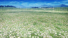 ���������꡼ No.009�Υ���ͥ������ / ��FFXV�פΥΥ��ƥ����⻲�AC�֥ǥ����ǥ��� �ե����ʥ�ե��󥿥����פβ�Ư2��ǯ��ǰ�緿���åץǡ��Ȥ������»�