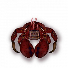 ���������꡼ No.003�Υ���ͥ������ / �������ޥ˥ե����ƥ����ס�����ȡ��Υ��������и������̾�����6��Ⱦ���������򰷤�������˥ե��������ȥ����ɲä�