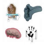꡼ No.012Υͥ / DEATH STRANDING5ǯǰŸݥåץåץåס̾Ųȿضξܺ٤Ÿϲ줴ȤƤѹ