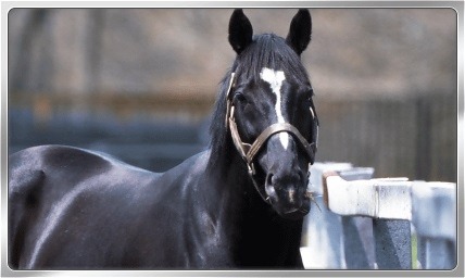 画像ギャラリー No.004のサムネイル画像 / 「Winning Post スタリオン」,1周年記念特大キャンペーンを開始。最強馬決定戦が開幕