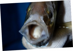 ���������꡼ No.006�Υ���ͥ������ / ��¿�������������������֡ڱ������աۥ����Υ������ ���������������פ��ۿ�����