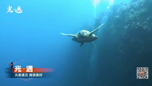 ꡼ No.013Υͥ / NetEase Connect 2022פۿݡȡSky ¤Ҥɤ⤿ɤȥǥ֥ ⡼ɤκǿ⤪Ϥ