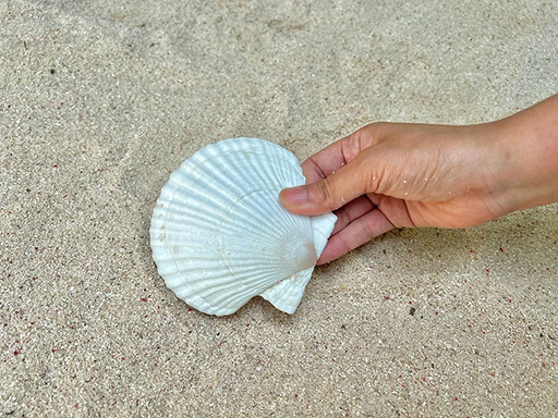 ꡼ No.005Υͥ / ֤Ĥޤ ɤ֤Ĥοץܥ٥ȡ椦ߤο²ۤ713鳫š˽ФƤȳιɤμ¿θʤɤ»