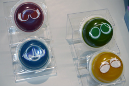 画像ギャラリー No.028のサムネイル画像 / 「ぷよぷよグランプリ 2024 ファイナル」現地レポート。公式大会初の20本先取ルールはマッキー選手がリベンジ優勝を果たす