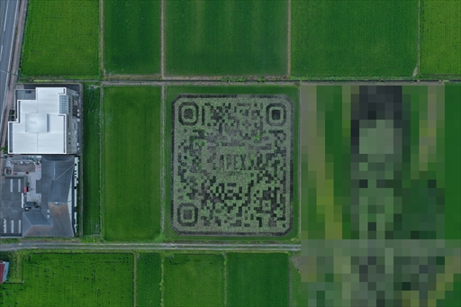 画像ギャラリー No.003のサムネイル画像 / 「Apex Legends」田んぼアートお披露目会レポート。色とりどりの稲で描かれた巨大ブラハが出現!