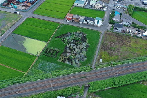 画像ギャラリー No.004のサムネイル画像 / 「Apex Legends」田んぼアートお披露目会レポート。色とりどりの稲で描かれた巨大ブラハが出現!