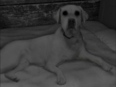 �ܤ���ͷ��Ǥ衣���ޥ۸���æ�Х�����ֶ��ݡ����Ѵۤ����æ�С��ץ쥤�롼��פ�Ҳ𤹤�֡ʤۤܡ��������ޥۥ������̿�����2173��