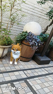 ꡼ No.003Υͥ / ޥ۸ڥåȰSLGwith My DOG - Ȥ餽 -ס215ۿ190ʾλҸо