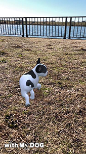꡼ No.004Υͥ / ޥ۸ڥåȰSLGwith My DOG - Ȥ餽 -ס215ۿ190ʾλҸо