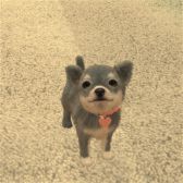꡼ No.005Υͥ / with My DOG - Ȥ餽 -פiOSۿϡҸȤΤդ礤ϤARƵǽǼ̿ưڤSLG
