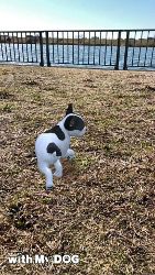 ꡼ No.006Υͥ / with My DOG - Ȥ餽 -פ10DLˡ֥롼ȥ֥ƥå奷硼ȥإɲ