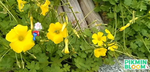 ꡼ No.020Υͥ / ۤʡԤԥߥõPikmin Bloom Tour 2024ʡθݡȡĿإ󥿥ӥ塼