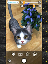 ꡼ No.003Υͥ / with My CAT - ǭȤ餽 -פ45˥꡼ޥۤǥڥåȤȤդ礨ߥ졼󥲡