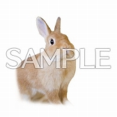 画像ギャラリー No.032のサムネイル画像 / 最新バージョン「maimai でらっくす Splash PLUS」が稼働スタート。多数の新曲の追加やコラボを開催