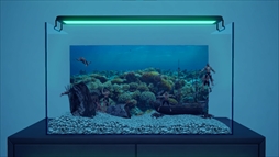 ꡼ No.005Υͥ / Ѿѥޥå䤵ʡַɥܥå֥ޥꥦ -Muscle Aquarium Simulator-ס2024ǯ2Ⱦۿ