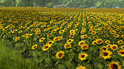 ꡼ No.009Υͥ / Υ󥿥ӥ塼ϿĤƺǽˡ꡼ǿFarming Simulator 25פΥơޤ̥Ϥȯåդʹ
