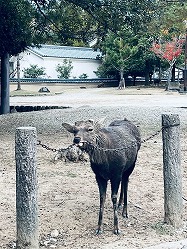 ���������꡼ No.022�Υ���ͥ������ / ����ۤ��λ����ǡ��ѥꥣ�������Ȥ����臘�������饤������������Lunaraxia: Magpie Sings of the World's End�ס�BIC2025��