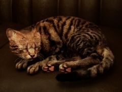 1ɤǭȤʤꡤȤκƲܻؤۥ顼ADVMeowmories -meowmare adventure-סSteamȥڡȥƥPV